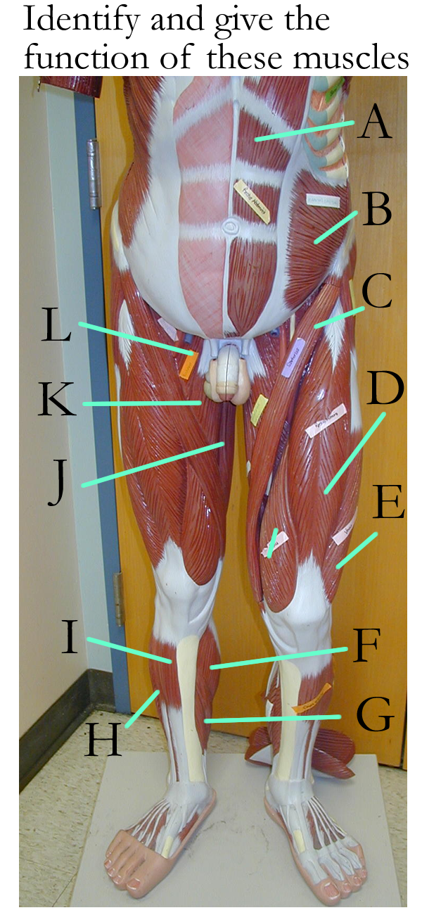 Biology 2404 A&P Basics